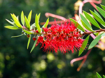 [Horizontal, leafed stem growing from right to left. Amid the leaves are red, spikey blooms.]